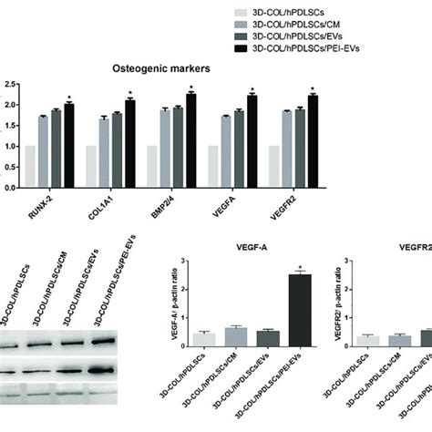 Gene Expression Of Osteogenic Markers And Gene And Protein Expression