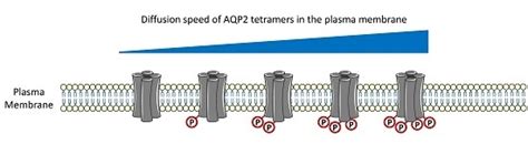 Ijms Free Full Text Aqp2 Plasma Membrane Diffusion Is Altered By