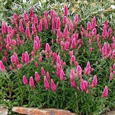 Amazon Outsidepride Seeds Perennial Veronica Pink Spiked