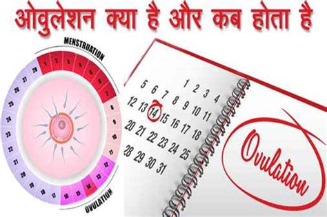 ओवुलेशन क्या है और ओवुलेशन कब होता है What Is Ovulation And When Does