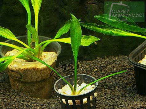 Echinodorus Opacus | Московские Аквариумные Растения
