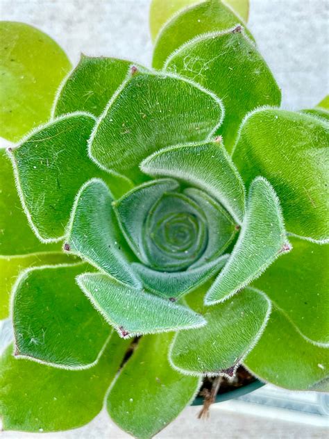 Pot Of Large Aeonium Canariense Var Virgineum Etsy