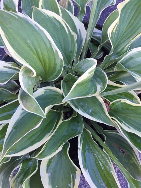 Hosta Brim Cup 3 Pot Size Starter Plant Etsy