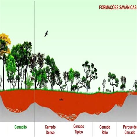 Imagens Ilustrativa Do Bioma Cerrado E Suas Diferentes Fitofisionomias