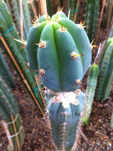 Trichocereus Peruvianus Los Gentiles