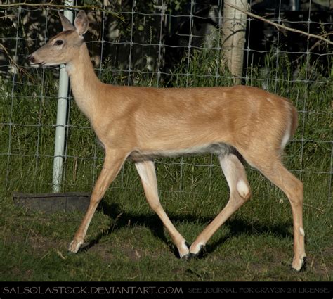 Whitetail Doe 6 by SalsolaStock on DeviantArt