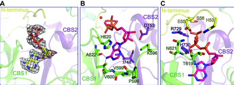 ATP Binding In AtCLCa A ATP Binding Site In The Cytoplasmic Domain Of