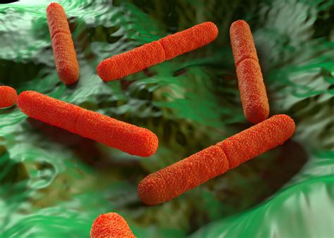Bactéria Clostridium É Contagiosa - CLOSTRIDIUM BOTULINUM E A INDÚSTRIA DE ALIMENTOS