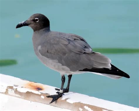 Lava gull - Facts, Diet, Habitat & Pictures on Animalia.bio