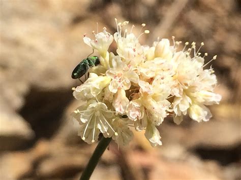 Eriogonum nudum var. nudum – Klamath Siskiyou Native Seeds