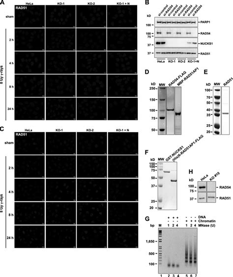 Data Supporting Fig A Representative Micrographs Of Nuclear