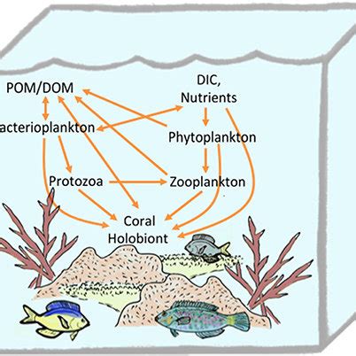 Coral Life Cycle Diagram