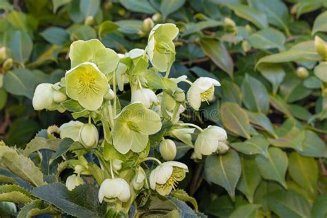 Helleborus flowers stock photo. Image of flower, dark - 36446344