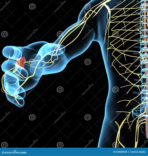 Nervous System Stock Illustration - Image: 55400830