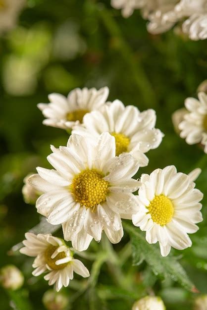 Hermosas Flores Hermosas Flores Blancas Y Amarillas De Brasil Enfoque