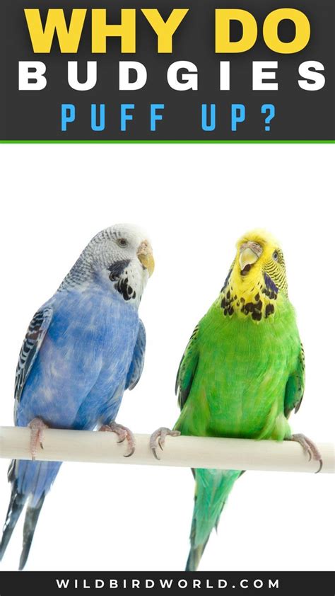 Why Do Budgies Puff Up Budgies Bird Bird Guides