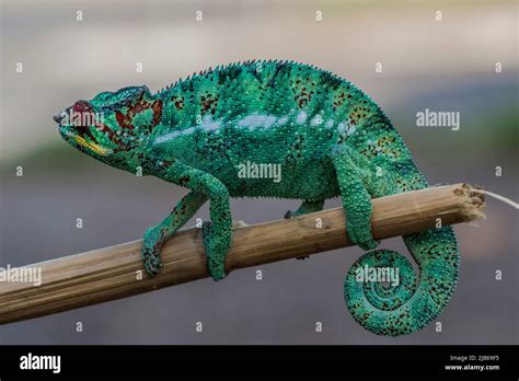 panther chameleon furcifer pardalis telephoto madagascar stock
