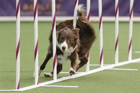 Border Collie Wins Westminster Show Agility Trial Elf A Border Collie