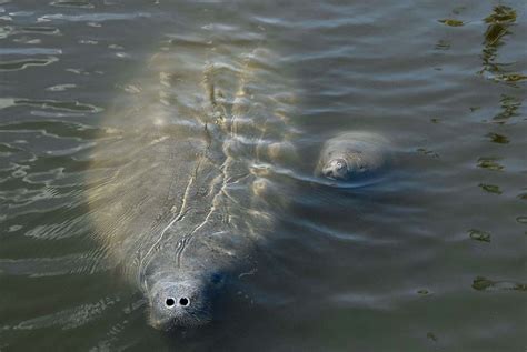 Mosquito Lagoon And Indian River Wildlife Gallery