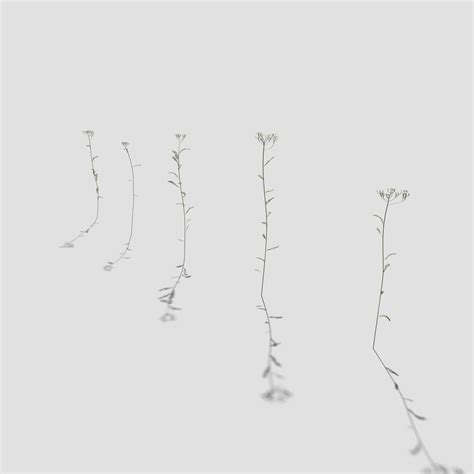 Milfoil plants 3d model pack