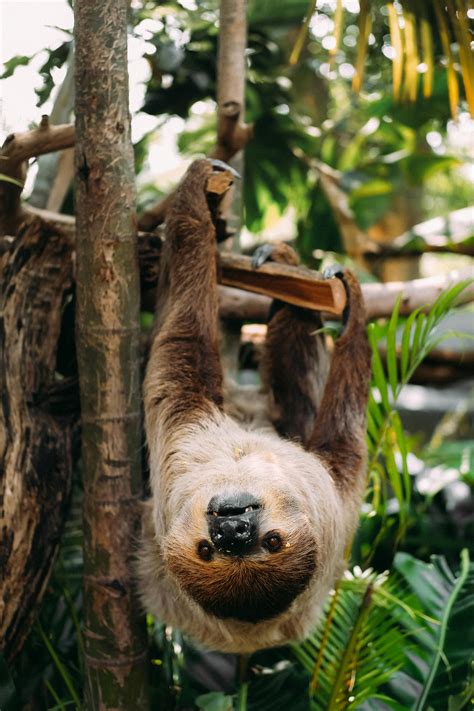 Sloth Photos, Download The BEST Free Sloth Stock Photos & HD Images