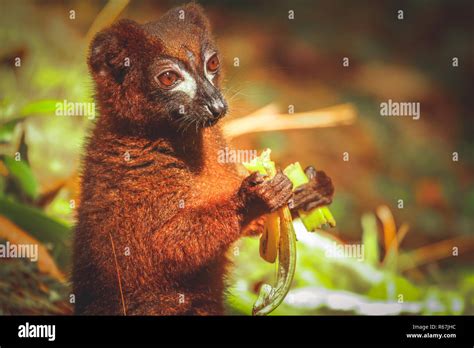 Lemur eating banana Stock Photo - Alamy