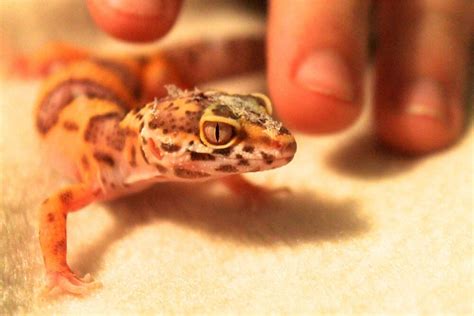 Leopard Gecko