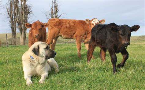 The Anatolian Shepherd Dog: Fearless Livestock Guardian and Lifesaver ...