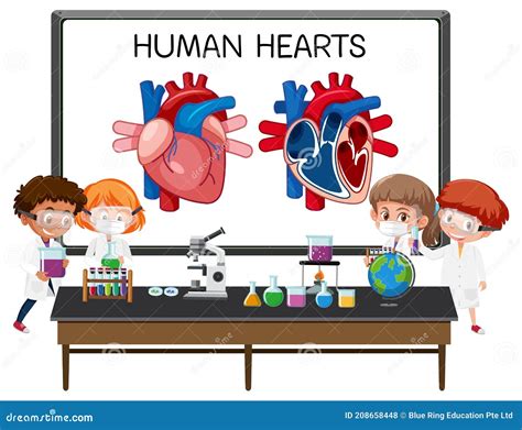 Information Poster Of Human Heart Diagram Stock Vector Illustration