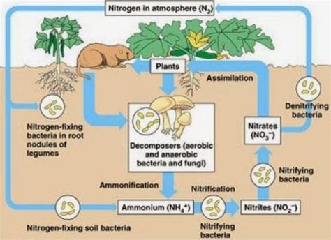 Gambar Daur Nitrogen Denah