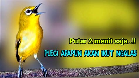 PLECI GACOR Suara Ngalas BURUNG PLECI Gacor Ngalas Nembak PANCINGAN