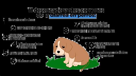 Tipos De Diarrea En Cachorros Para Cuidar A Tu Mascota Veterinaria