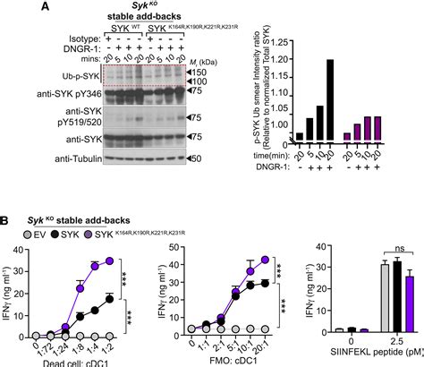 Syk Ubiquitination By Cbl E3 Ligases Restrains Cross Presentation Of Dead Cell Associated