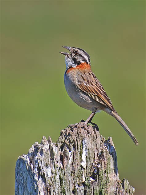 Foto Tico Tico Zonotrichia Capensis Por Caco Schwertner Wiki Aves