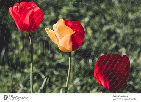 Schöne Leuchtende Hyazinthen Blühen Im Frühling Im Garten Ein