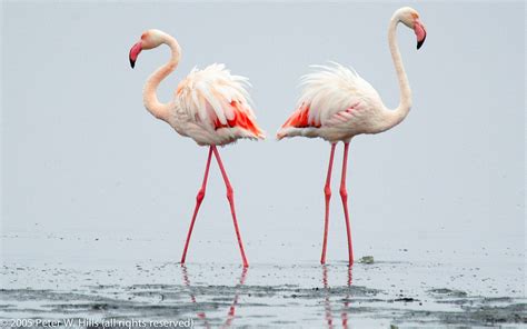 Flamingo Greater Phoenicopterus Roseus Namibia World Bird Photos