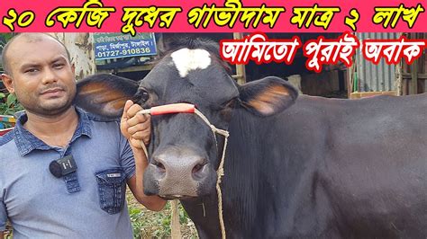 ২০ কেজি দুধের গাভীর দাম মাত্র ২ লাখ এত কম দামে এত ভালো গাভী Cow