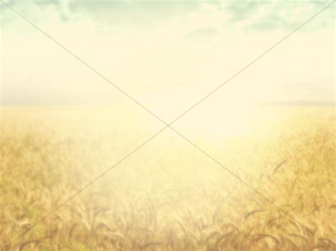 Field Of Grain Worship Background