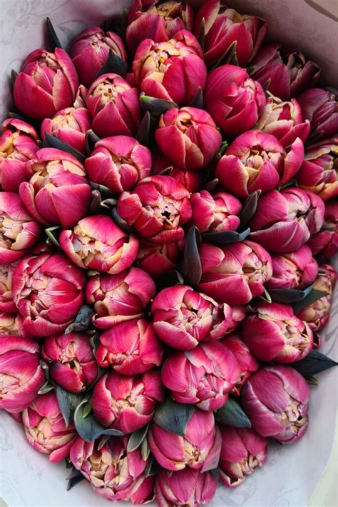 Tulpen Online Bestellen Schnittblumenversand Blumigo