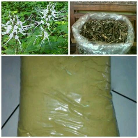 Jual Daun Kumis Kucing Bubuk 250 Gram Di Lapak Bimaherbal Bukalapak