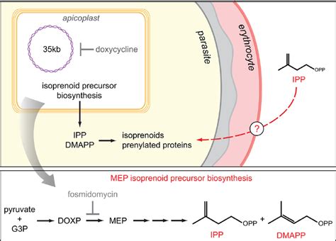 Model Of Apicoplast Function Top The Essential Function Of The Download Scientific Diagram