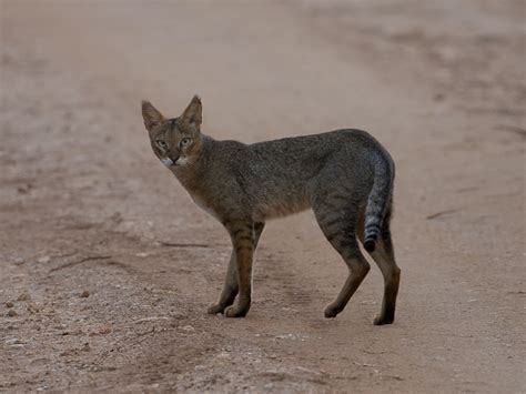 Photo Jungle Cat Felis Chaus Observation Org