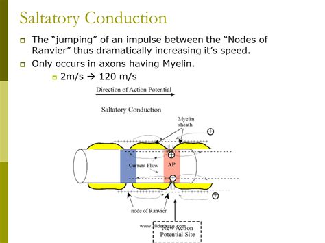 Saltatory Conduction