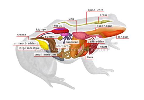 ANIMAL KINGDOM :: AMPHIBIANS :: FROG :: ANATOMY OF A MALE FROG image ...