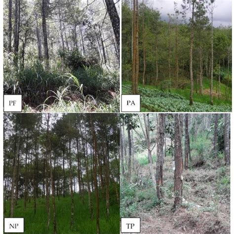 Views of the pine forests. The protected pine forest (PF) in Mojokerto ...