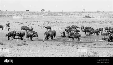 White Rhino And Cape Buffalo At A Watering Hole In Southern Africa