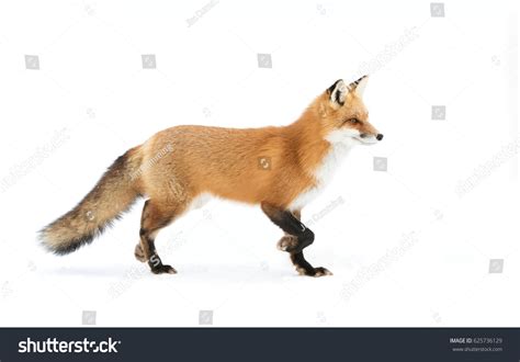 Red Fox In Snow Wallpaper Clipart