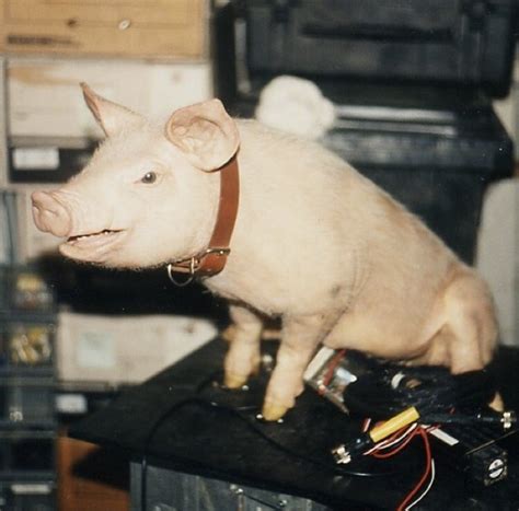 Neal Scanlan Explains How Babe The Pig Was Puppeteered Befores Afters
