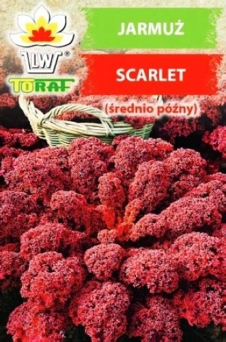 Garbanotieji Kop Stai Scarlet Brassica Oleracea Convar Acephala Var