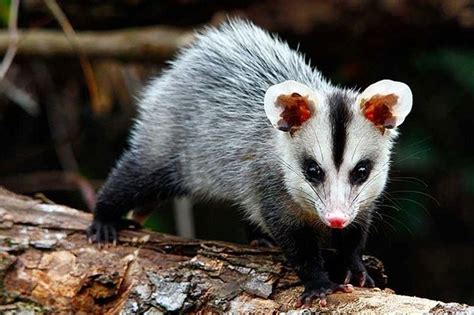 Gambá de orelha branca Didelphis albiventris Animals wild Rare